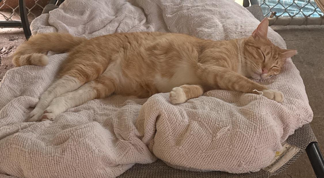 Enlarge Satsuma, a Adoptable mixed breed in Ransomville, NY image 5/6