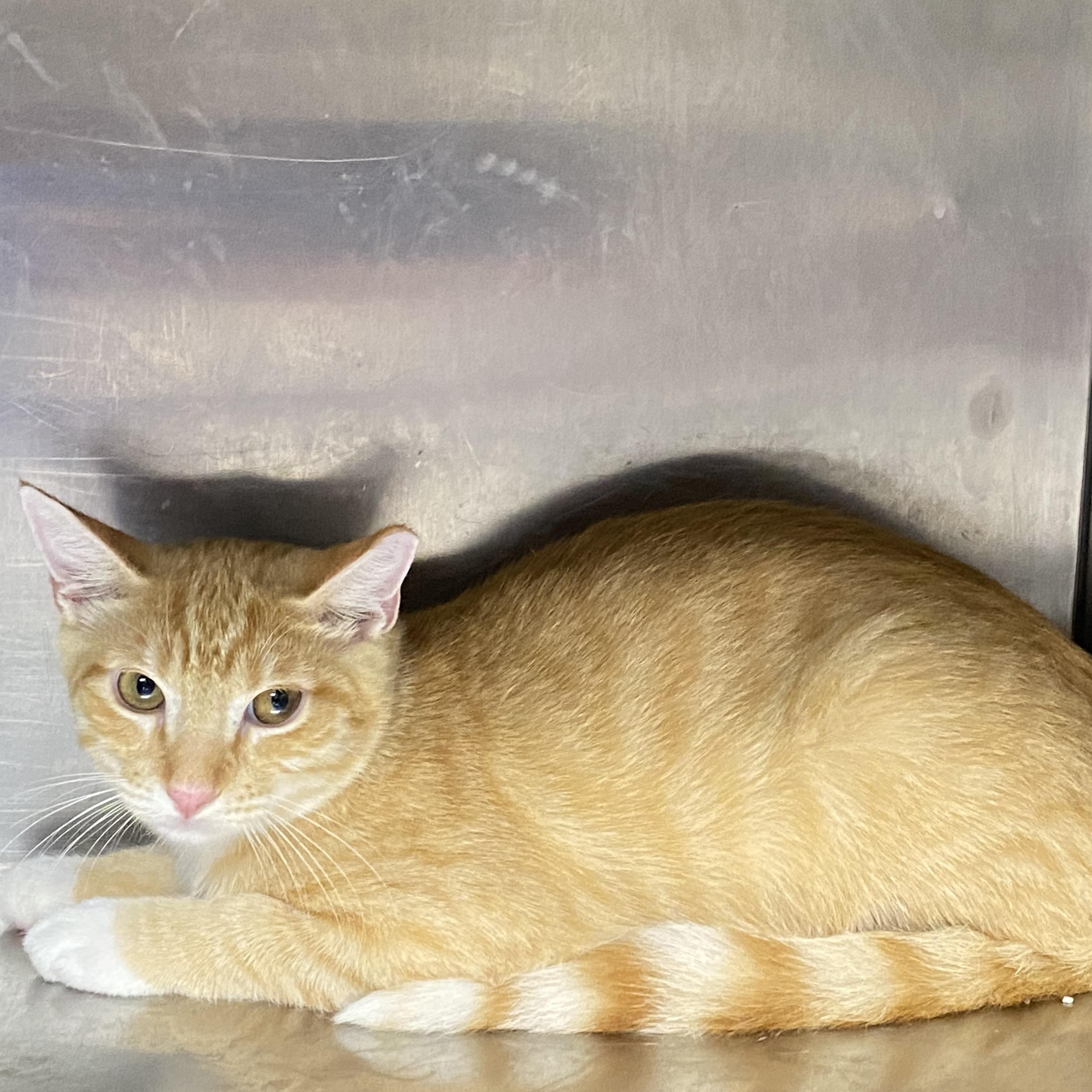 Satsuma, a Adoptable Domestic Short Hair in Alexandria, LA image 2/3