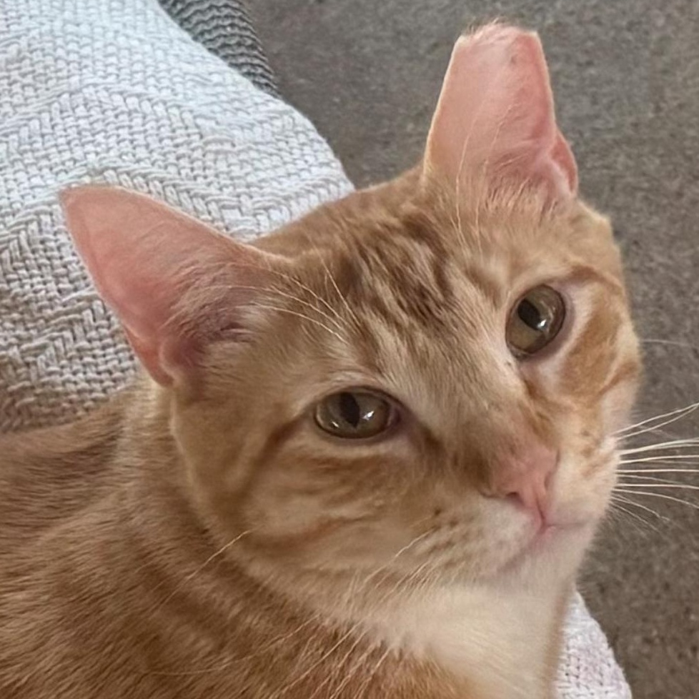 Enlarge Satsuma, a Adoptable mixed breed in Ransomville, NY image 2/6