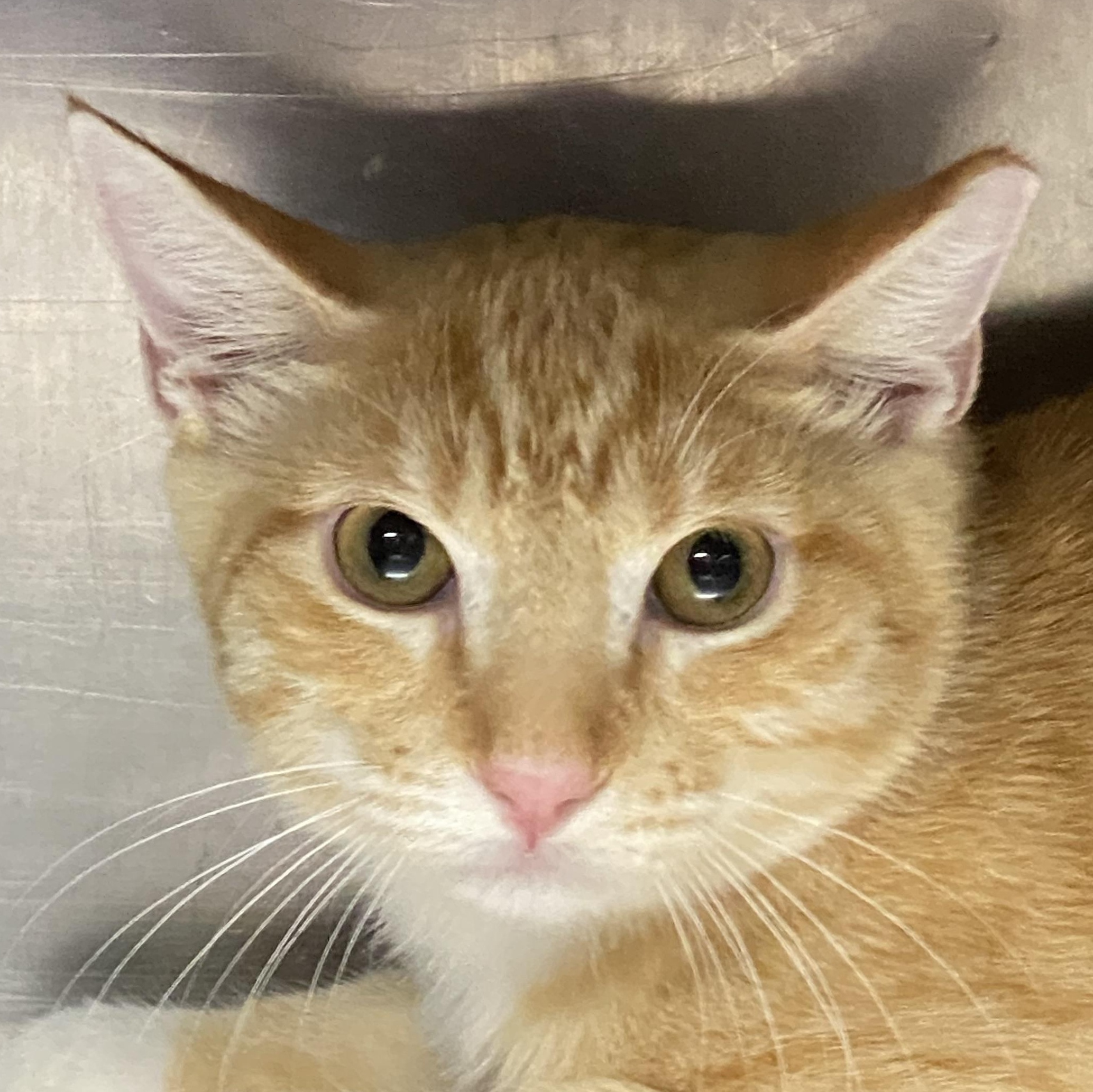 Satsuma, a Adoptable Domestic Short Hair in Alexandria, LA image 3/3