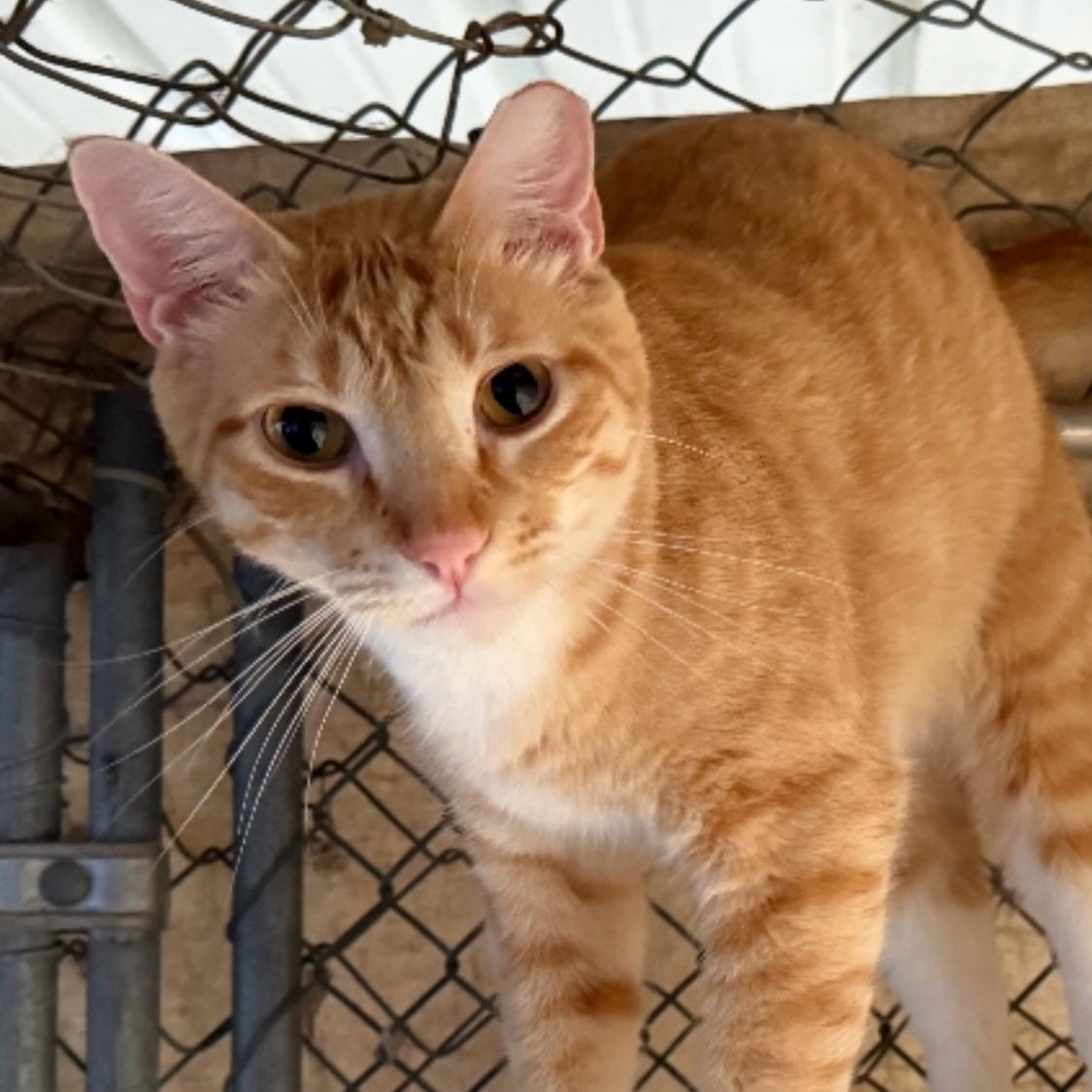Enlarge Satsuma, a Adoptable mixed breed in Ransomville, NY image 3/6