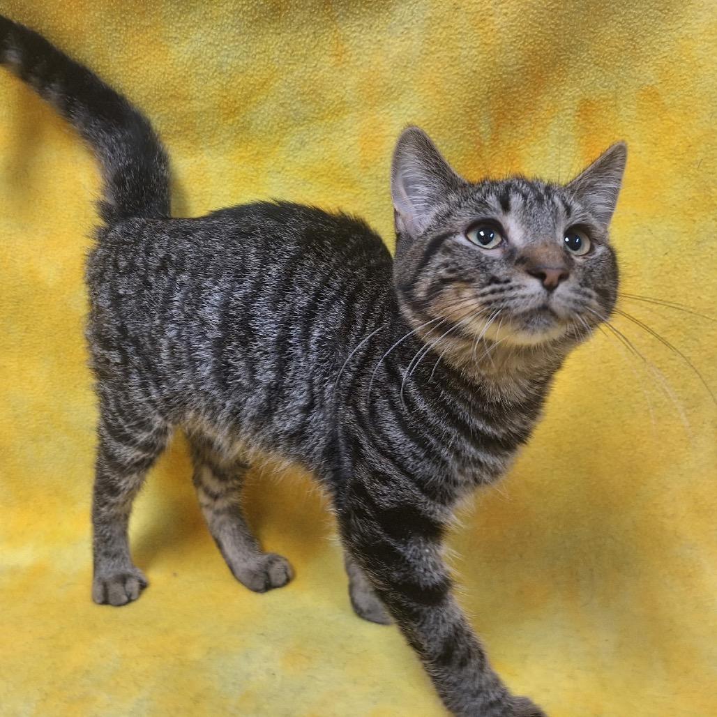 Sebastian, a Adoptable Domestic Short Hair in Albert Lea, MN image 1/4