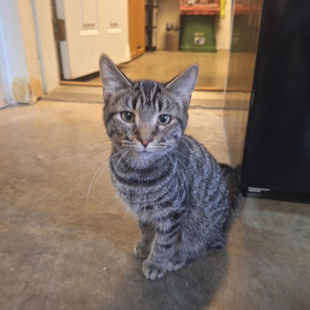 Sebastian, a Adoptable Domestic Short Hair in Albert Lea, MN image 2/4