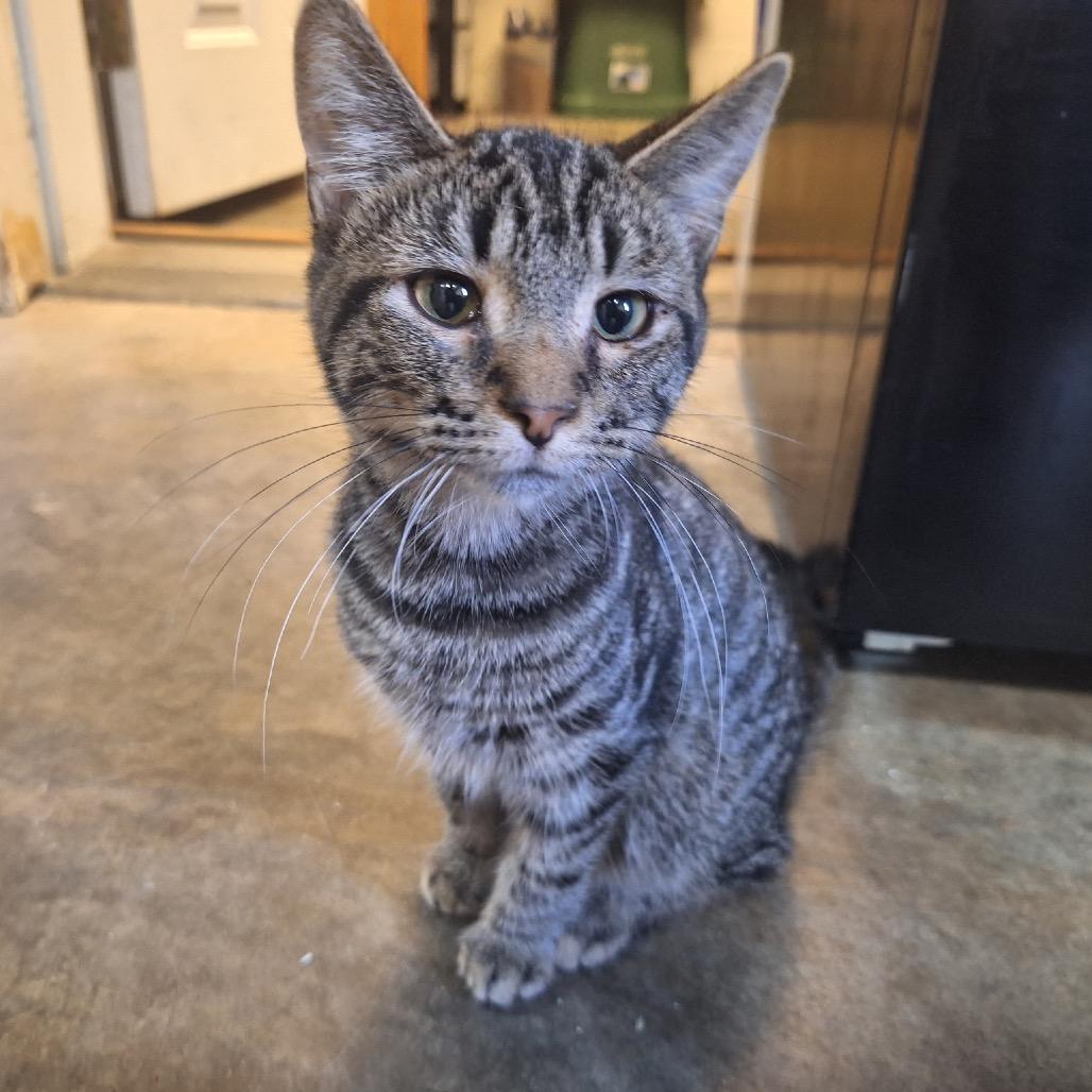 Sebastian, a Adoptable Domestic Short Hair in Albert Lea, MN image 3/4