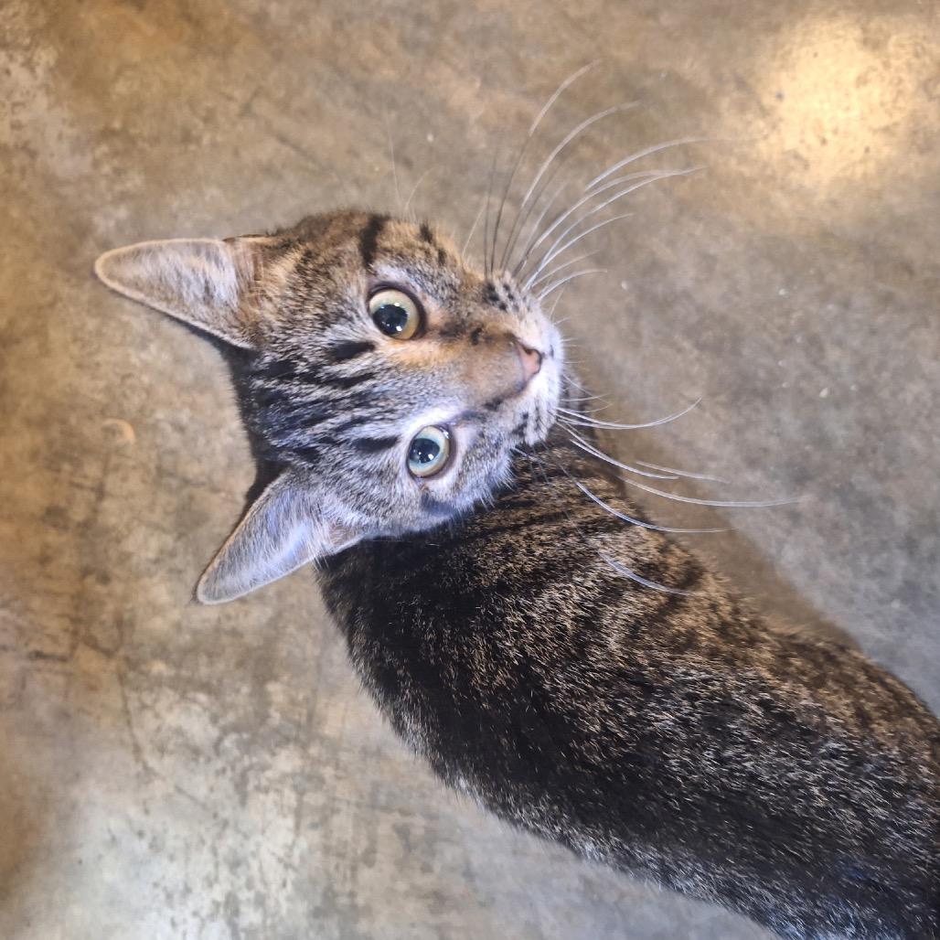 Sebastian, a Adoptable Domestic Short Hair in Albert Lea, MN image 4/4