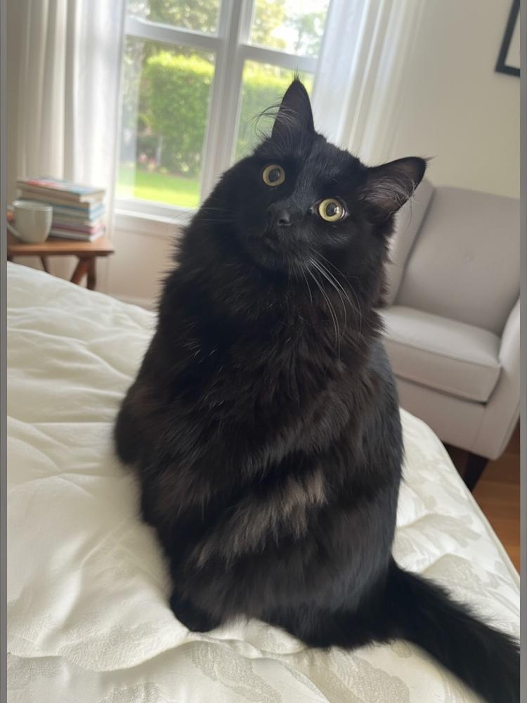 Moscow (Kelce), Adoptable, Adult Male Domestic Short Hair.