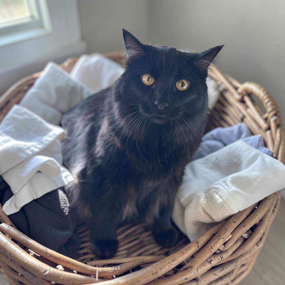 Moscow (Kelce), a Adoptable mixed breed in Bellevue, NE image 2/6