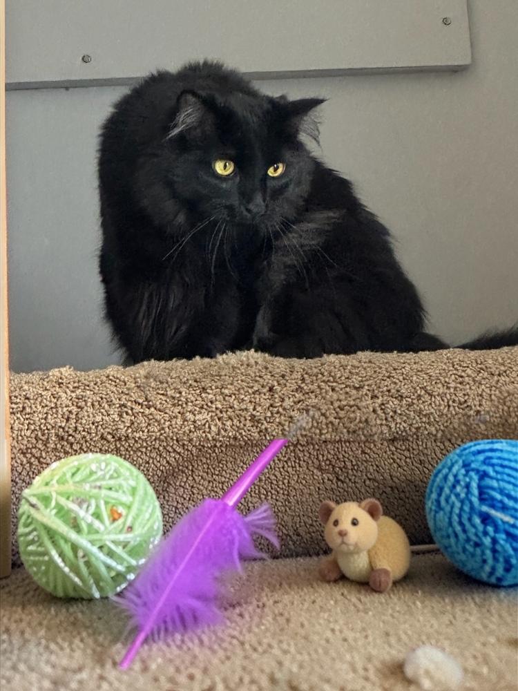 Moscow (Kelce), a Adoptable mixed breed in Bellevue, NE image 3/6