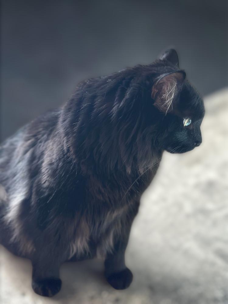 Moscow (Kelce), a Adoptable mixed breed in Bellevue, NE image 4/6