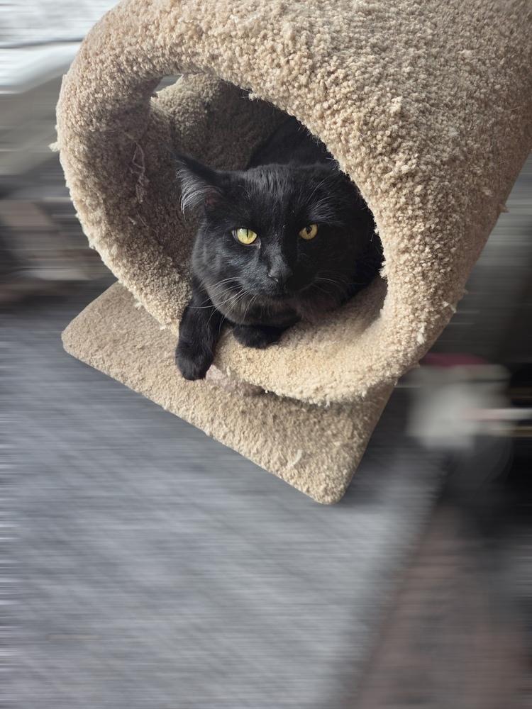 Moscow (Kelce), a Adoptable mixed breed in Bellevue, NE image 5/6