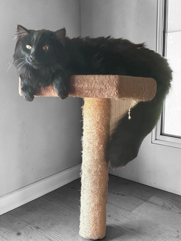 Moscow (Kelce), a Adoptable mixed breed in Bellevue, NE image 6/6