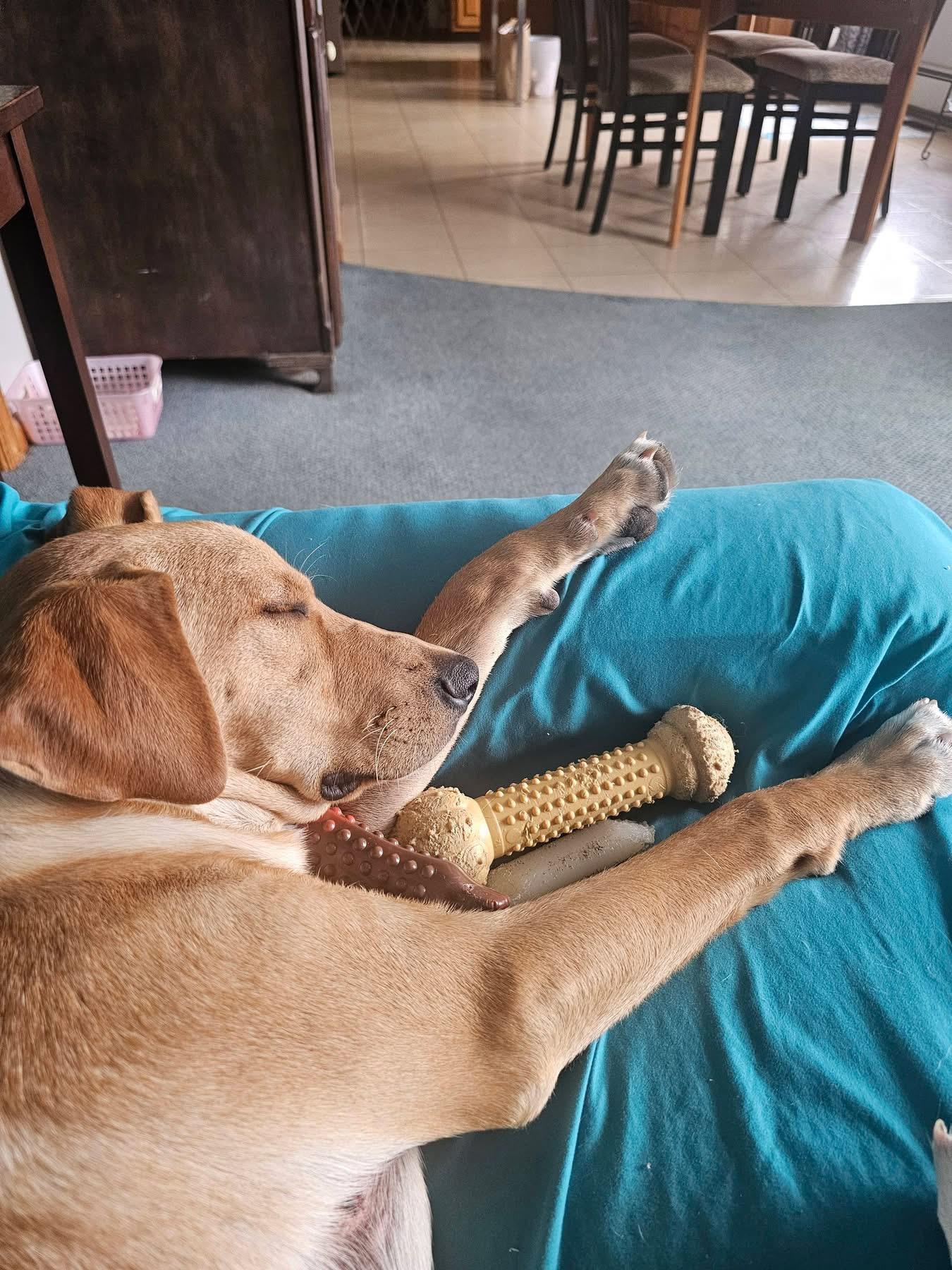 Enlarge Janet, an adopted Mixed Breed in Highland, NY image 5/5