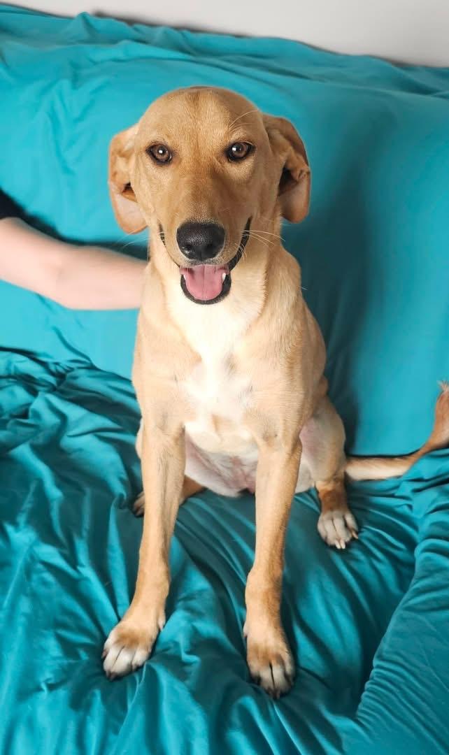 Enlarge Janet, an adopted Mixed Breed in Highland, NY image 3/5