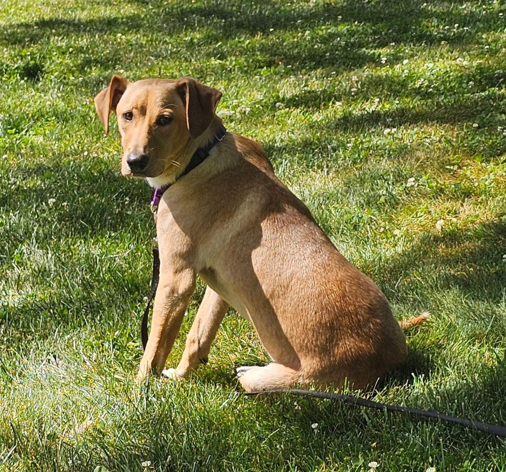 Janet, adopted, Puppy Female Mixed Breed.