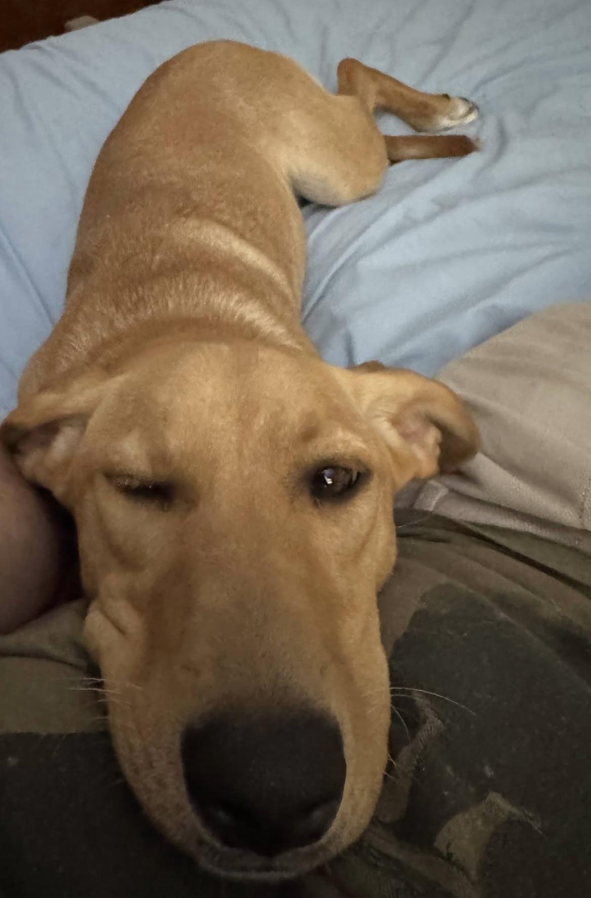 Enlarge Janet, an adopted Mixed Breed in Highland, NY image 2/5
