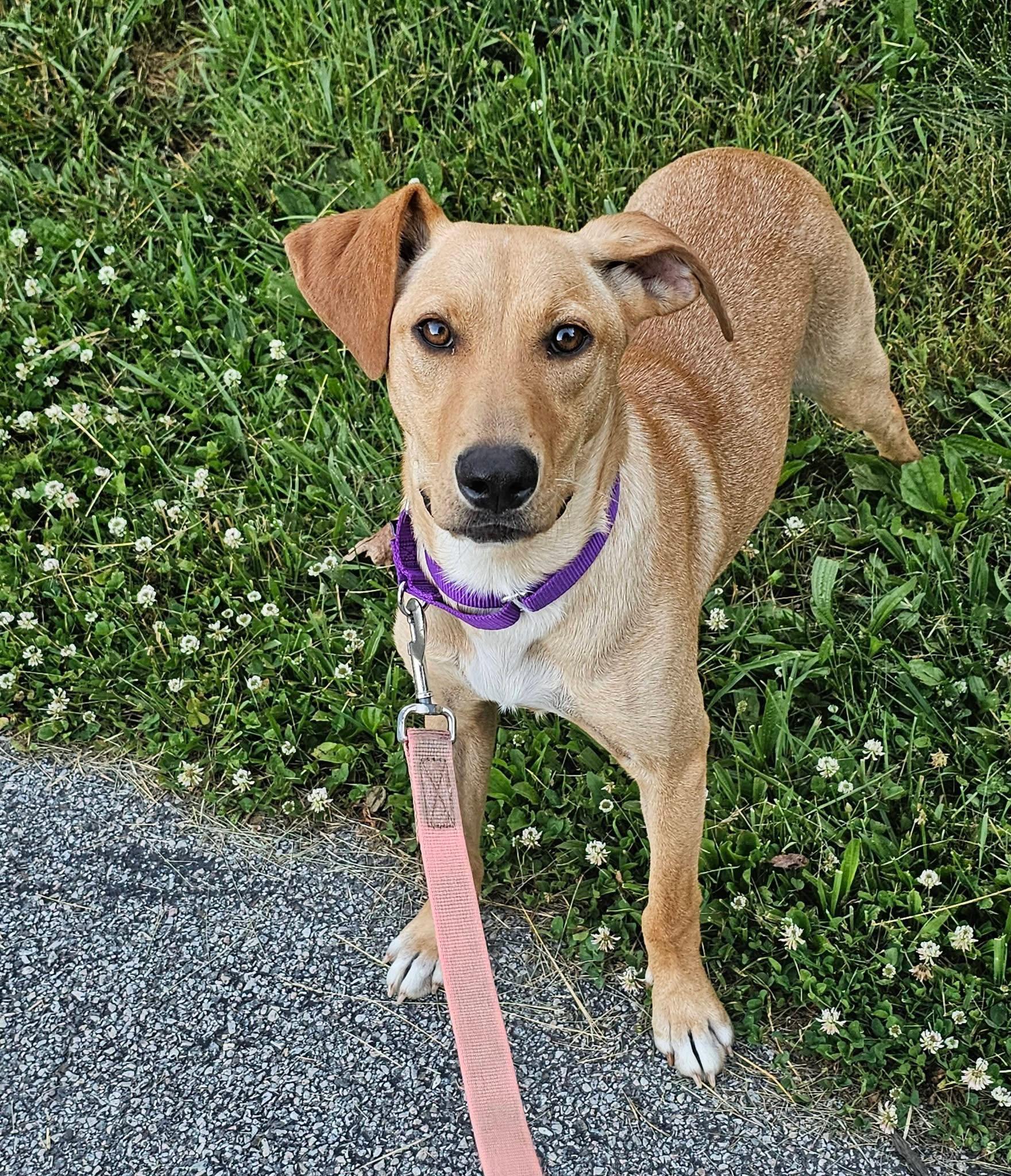 Enlarge Janet, an adopted Mixed Breed in Highland, NY image 4/5