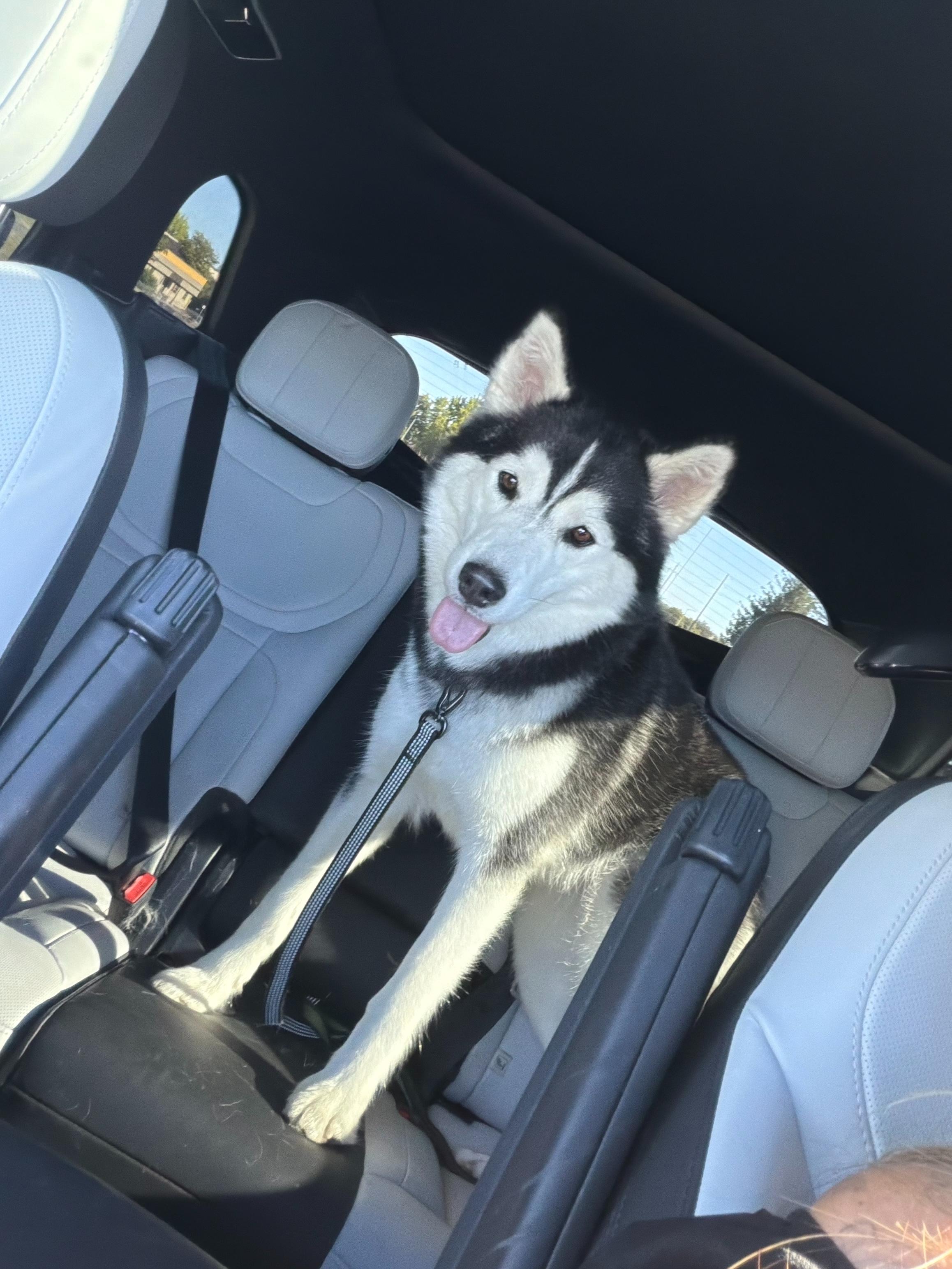 Enlarge CoCo, an adopted Siberian Husky in San Rafael, CA image 1/1