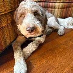 Sabbath, a Adoptable mixed breed in Incline Village, NV image 2/4