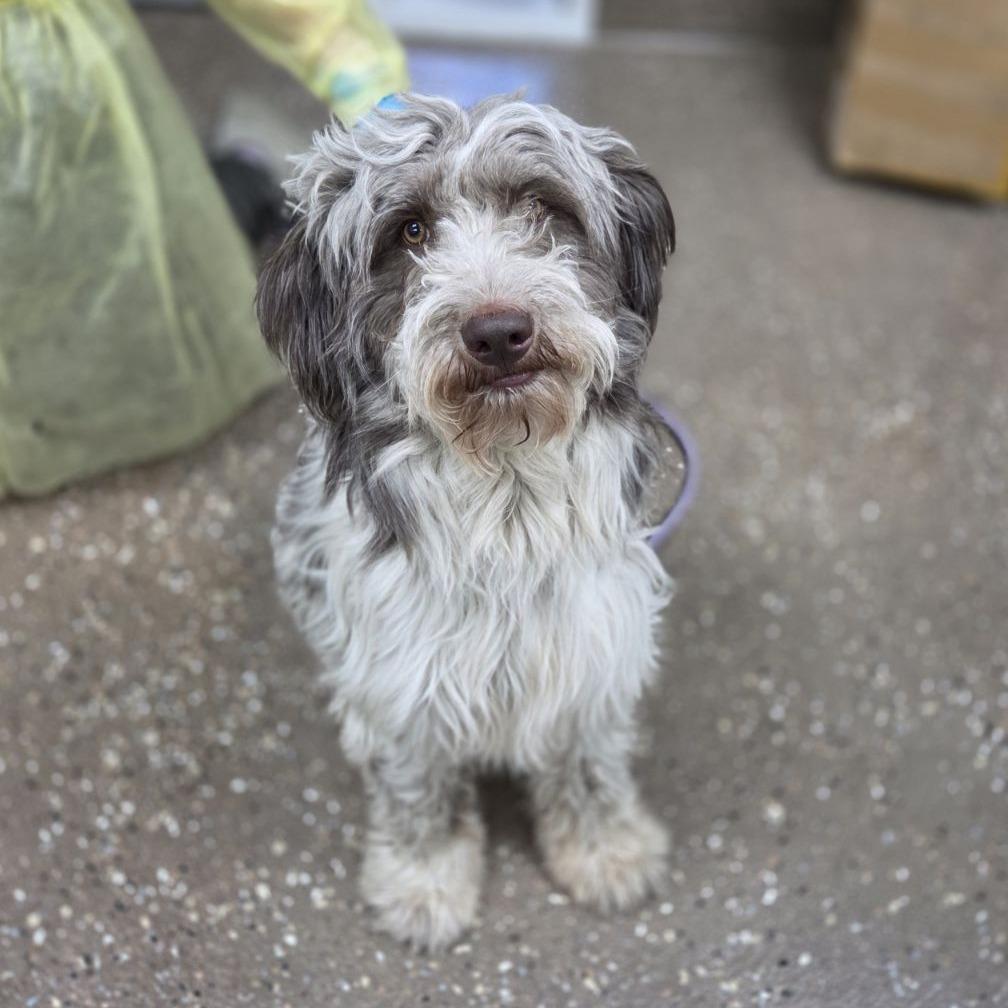 Enlarge Sabbath, a Adoptable mixed breed in Incline Village, NV image 1/1