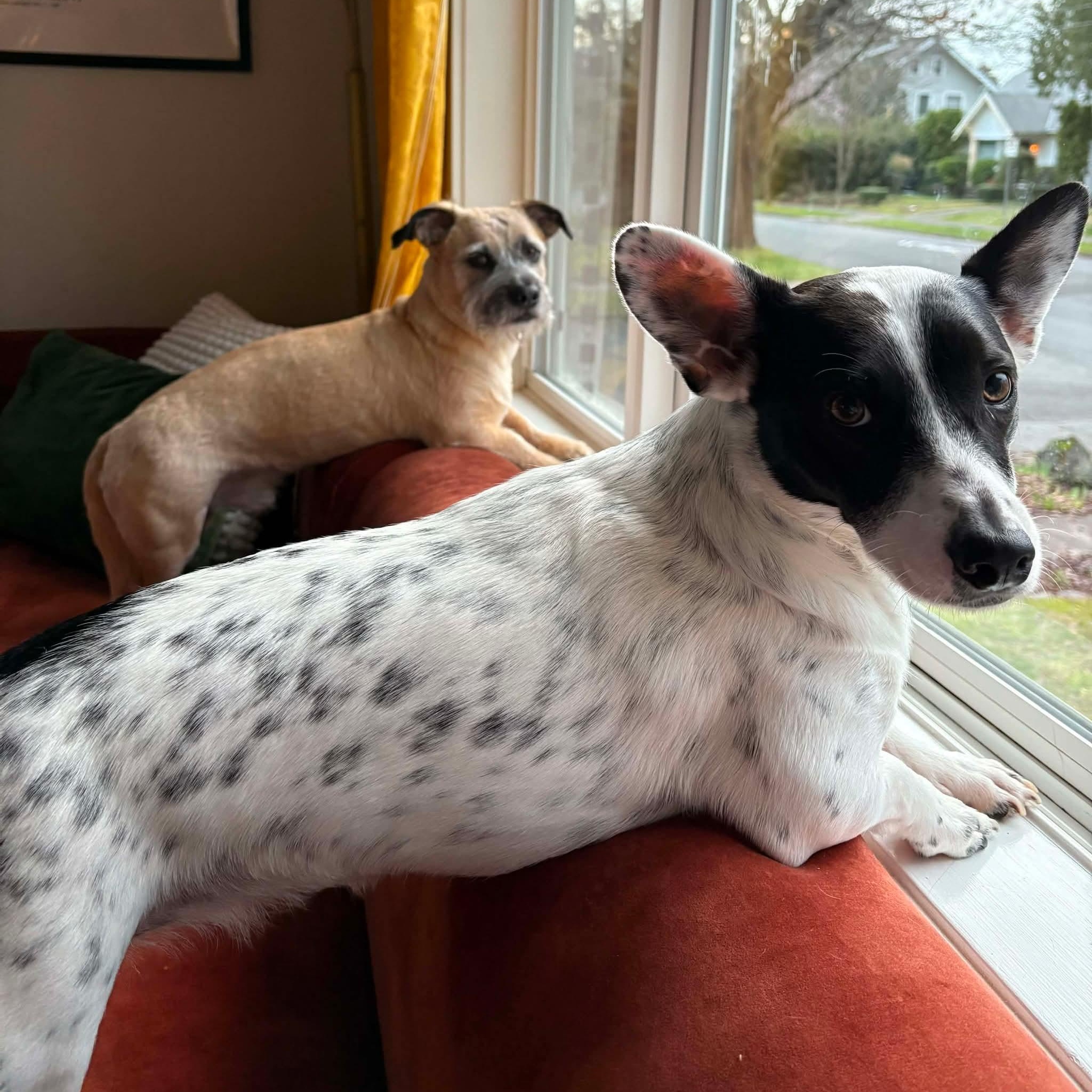 Enlarge Juniper needs a Foster or Foster to adopt, a ADOPTABLE mixed breed in Saint Helens, OR image 5/6