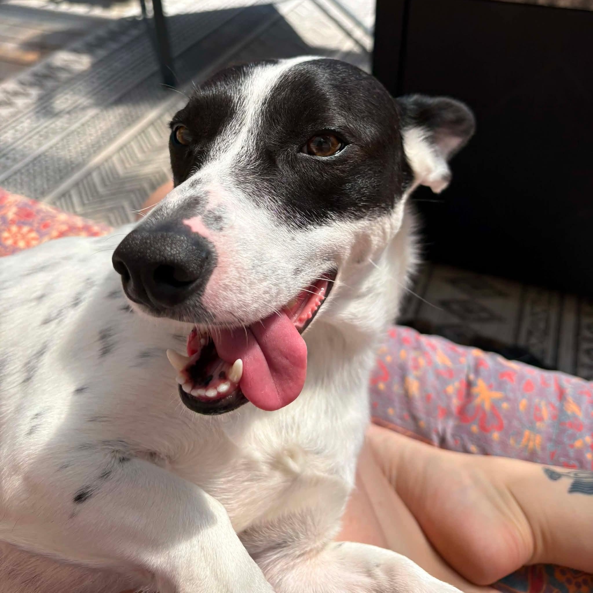 Enlarge Juniper needs a Foster or Foster to adopt, a ADOPTABLE mixed breed in Saint Helens, OR image 3/6