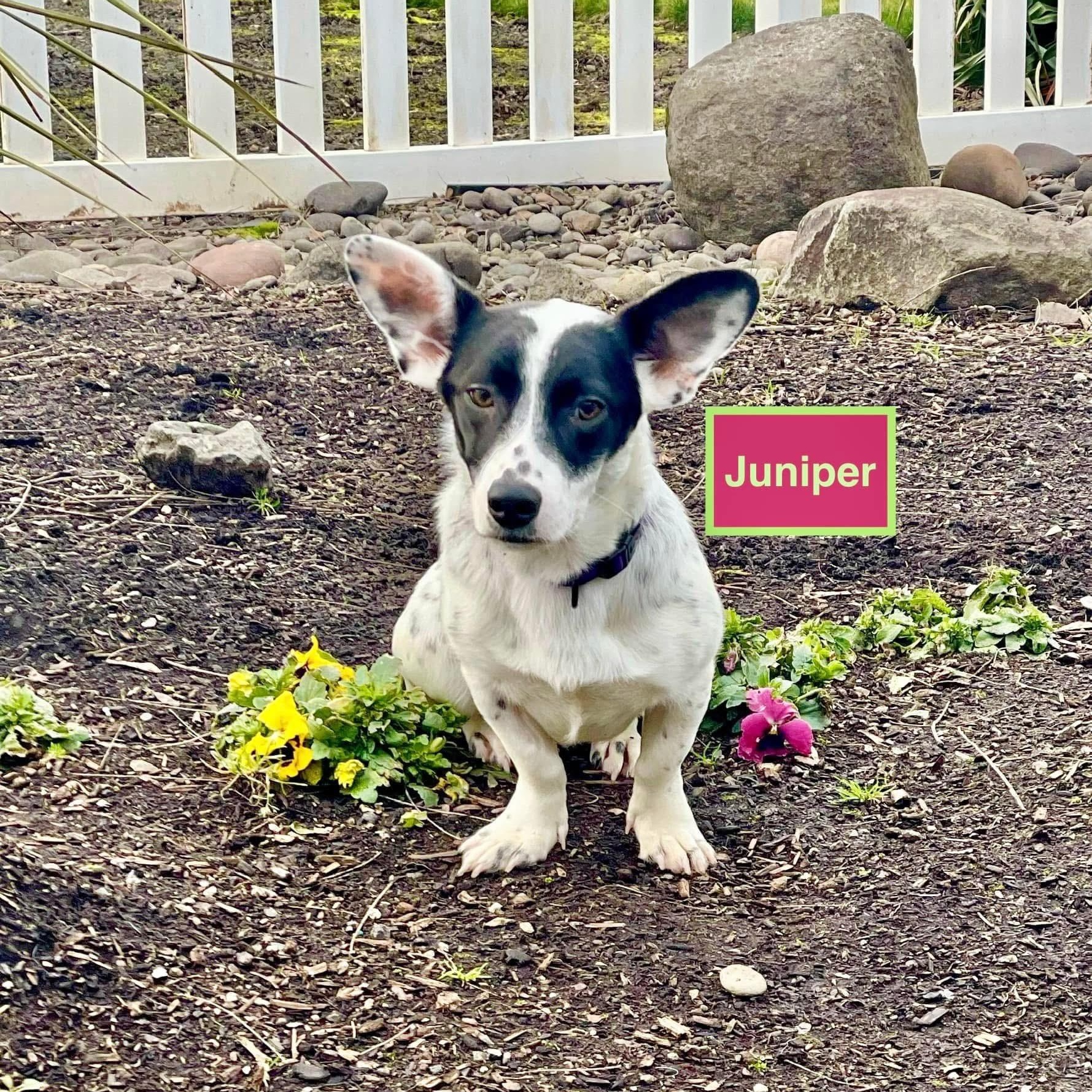 Enlarge Juniper needs a Foster or Foster to adopt, a ADOPTABLE mixed breed in Saint Helens, OR image 4/6