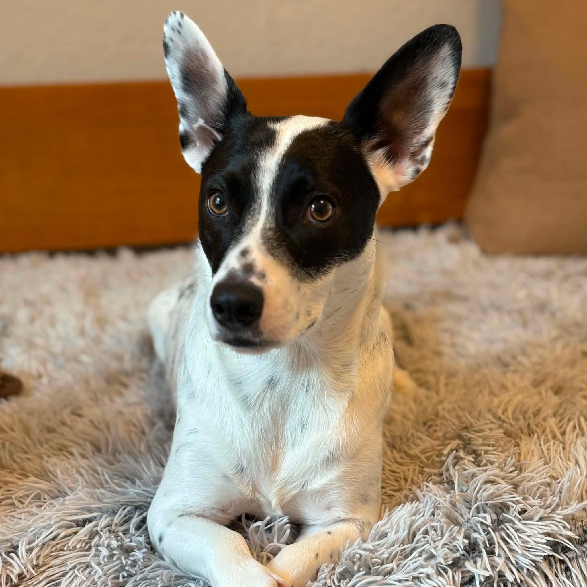 Enlarge Juniper needs a Foster or Foster to adopt, a ADOPTABLE mixed breed in Saint Helens, OR image 1/6