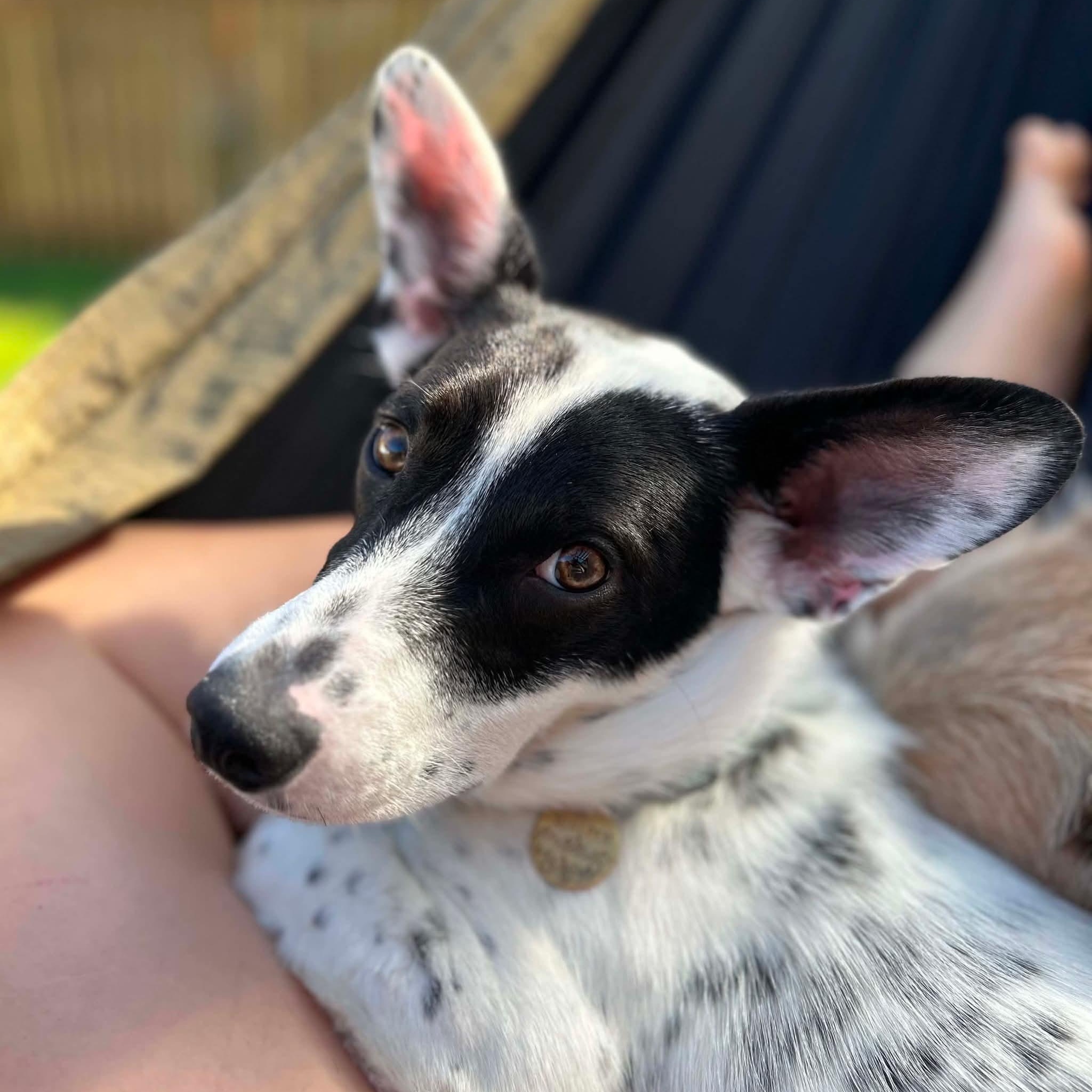 Enlarge Juniper needs a Foster or Foster to adopt, a ADOPTABLE mixed breed in Saint Helens, OR image 2/6