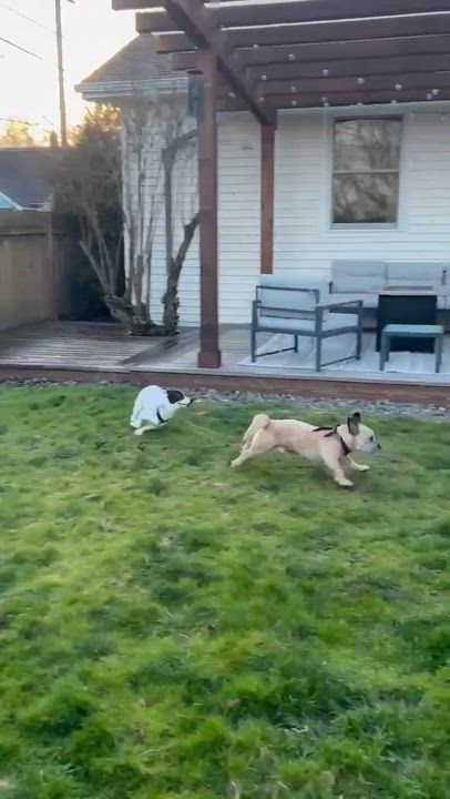 Enlarge Juniper needs a Foster or Foster to adopt, a ADOPTABLE mixed breed in Saint Helens, OR video 6/6