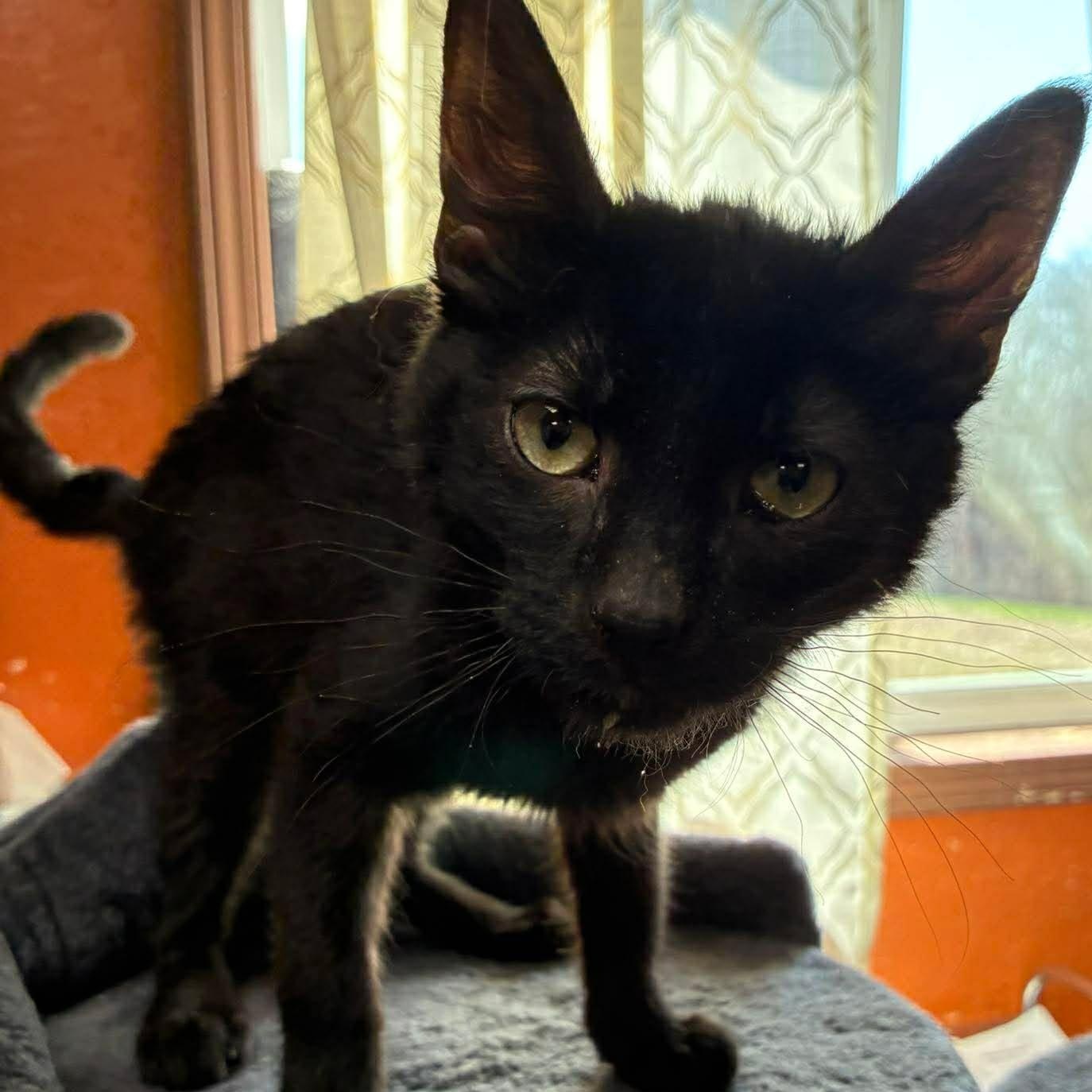 Enlarge Luigi, a Adoptable mixed breed in Petersburg, IL image 2/2