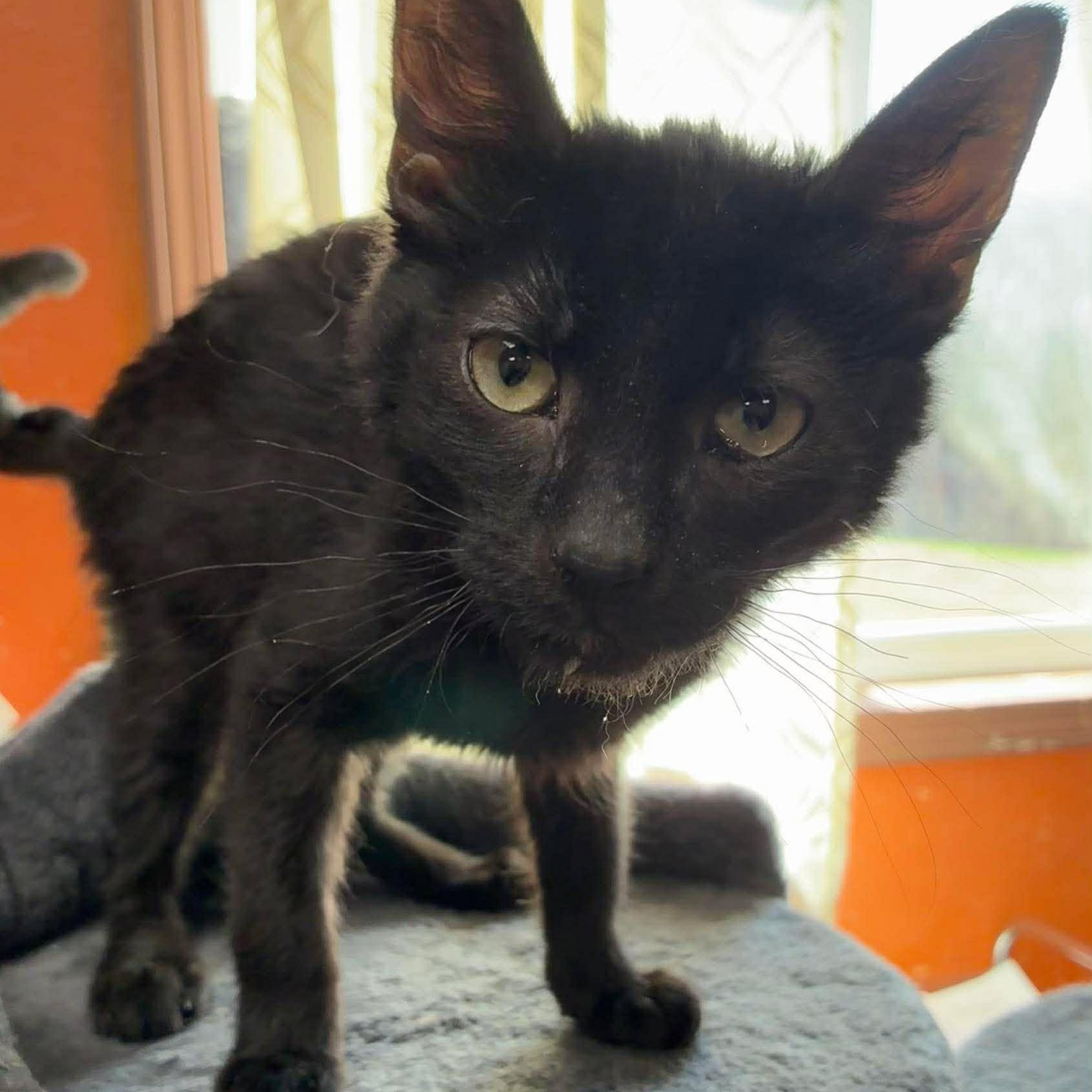 Luigi, Adoptable, Kitten Male Domestic Short Hair.