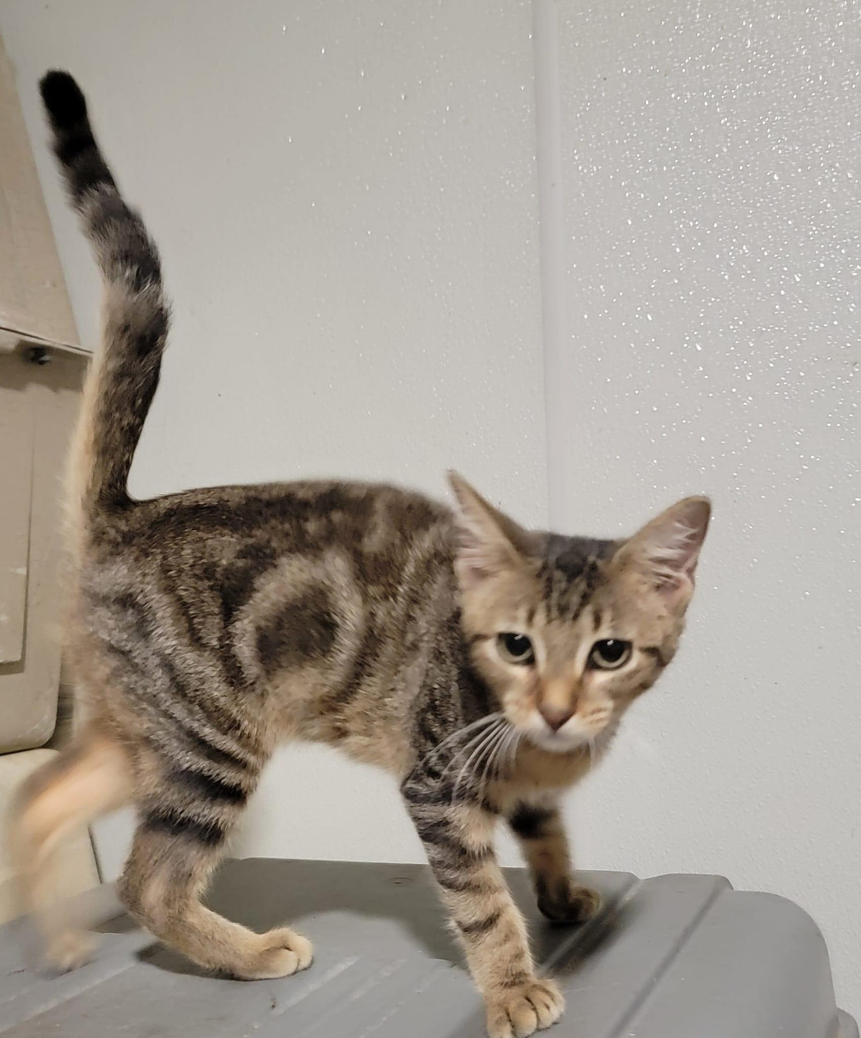 Enlarge Swifty, an adoptable mixed breed in Cypress, TX image 6/6