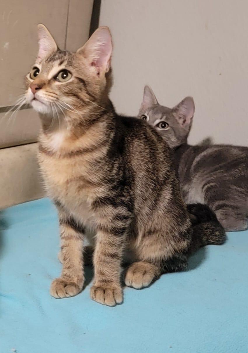 Enlarge Swifty, an adoptable mixed breed in Cypress, TX image 3/6