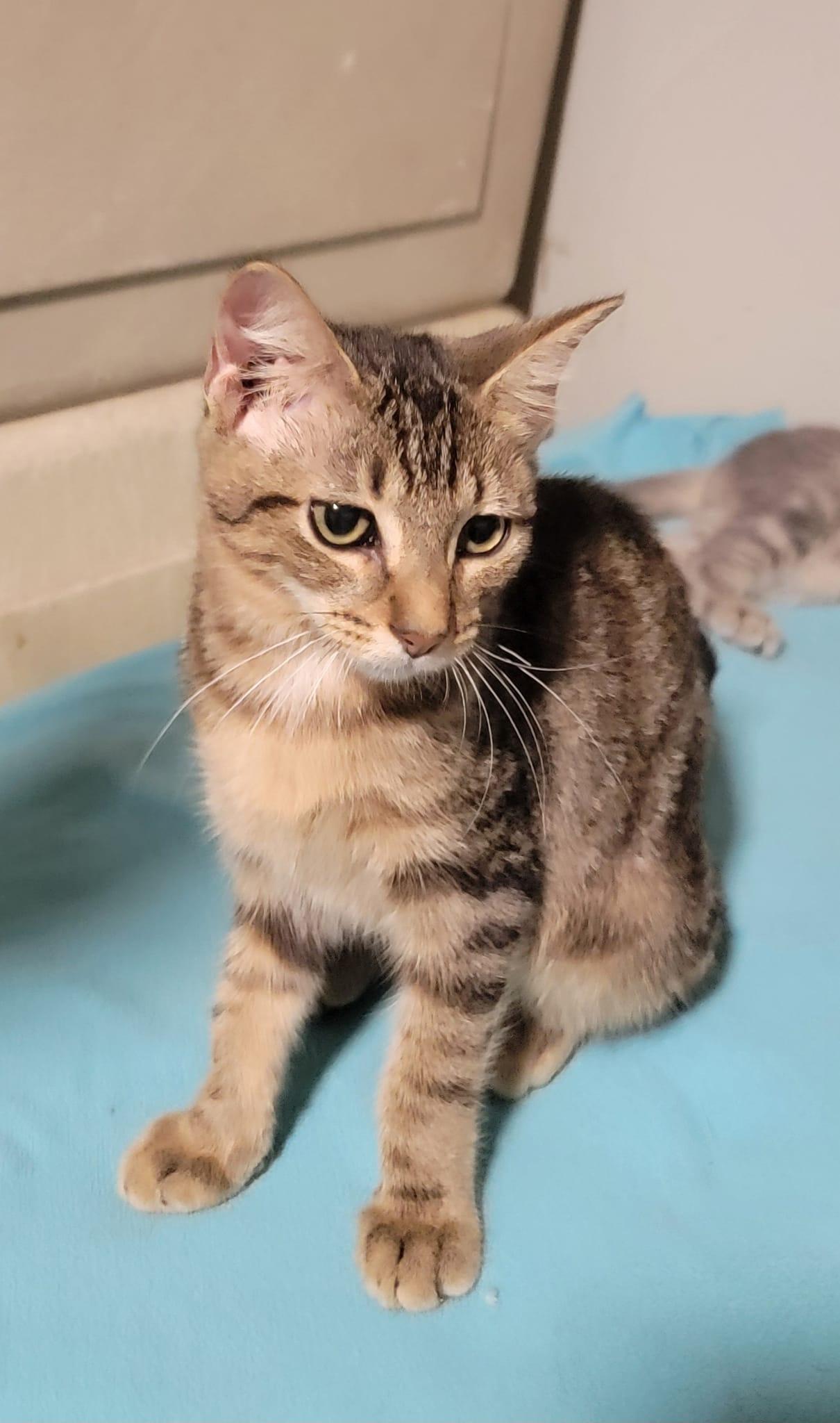 Enlarge Swifty, an adoptable mixed breed in Cypress, TX image 5/6