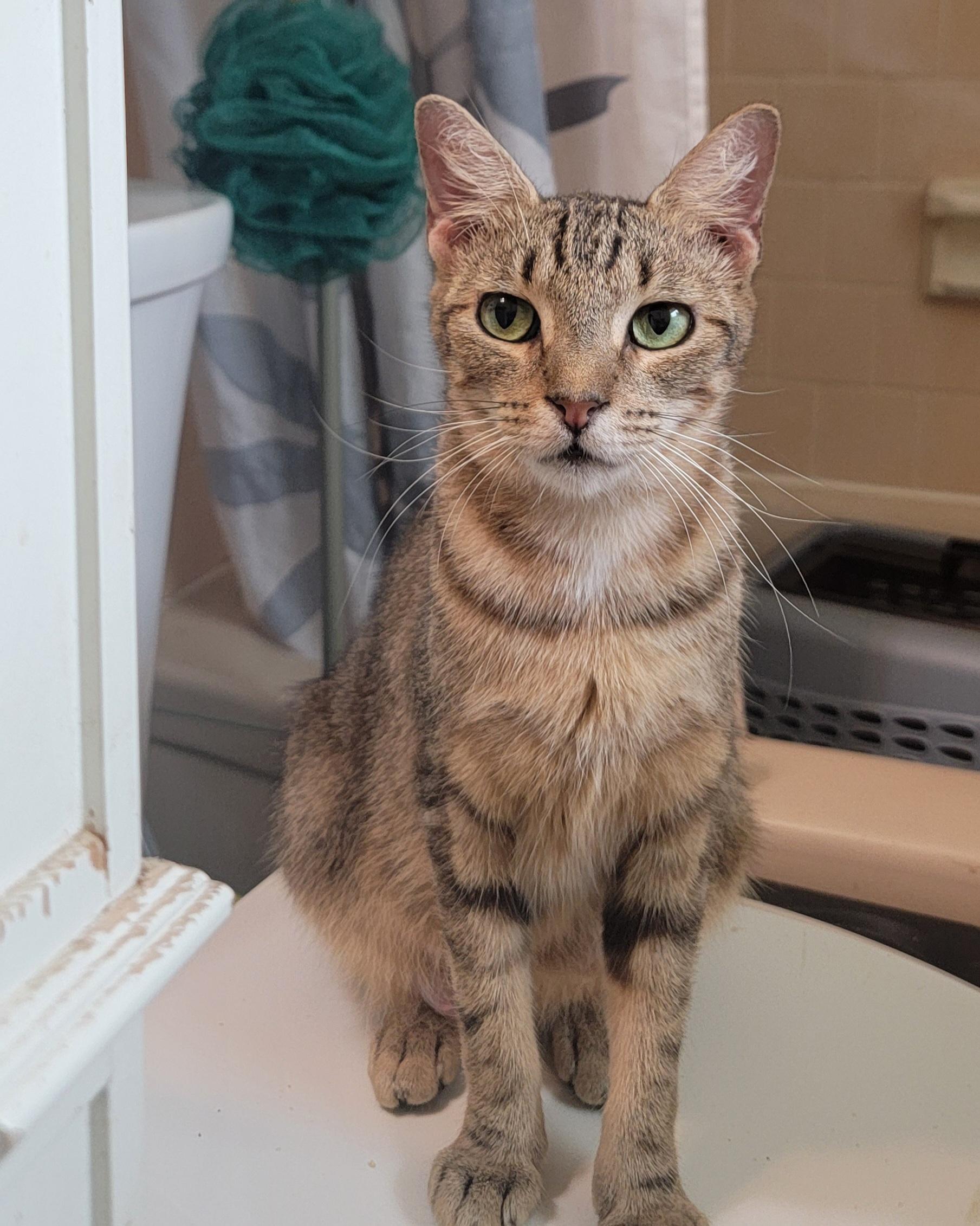 Swifty, adoptable, Adult Female Domestic Short Hair & Abyssinian.