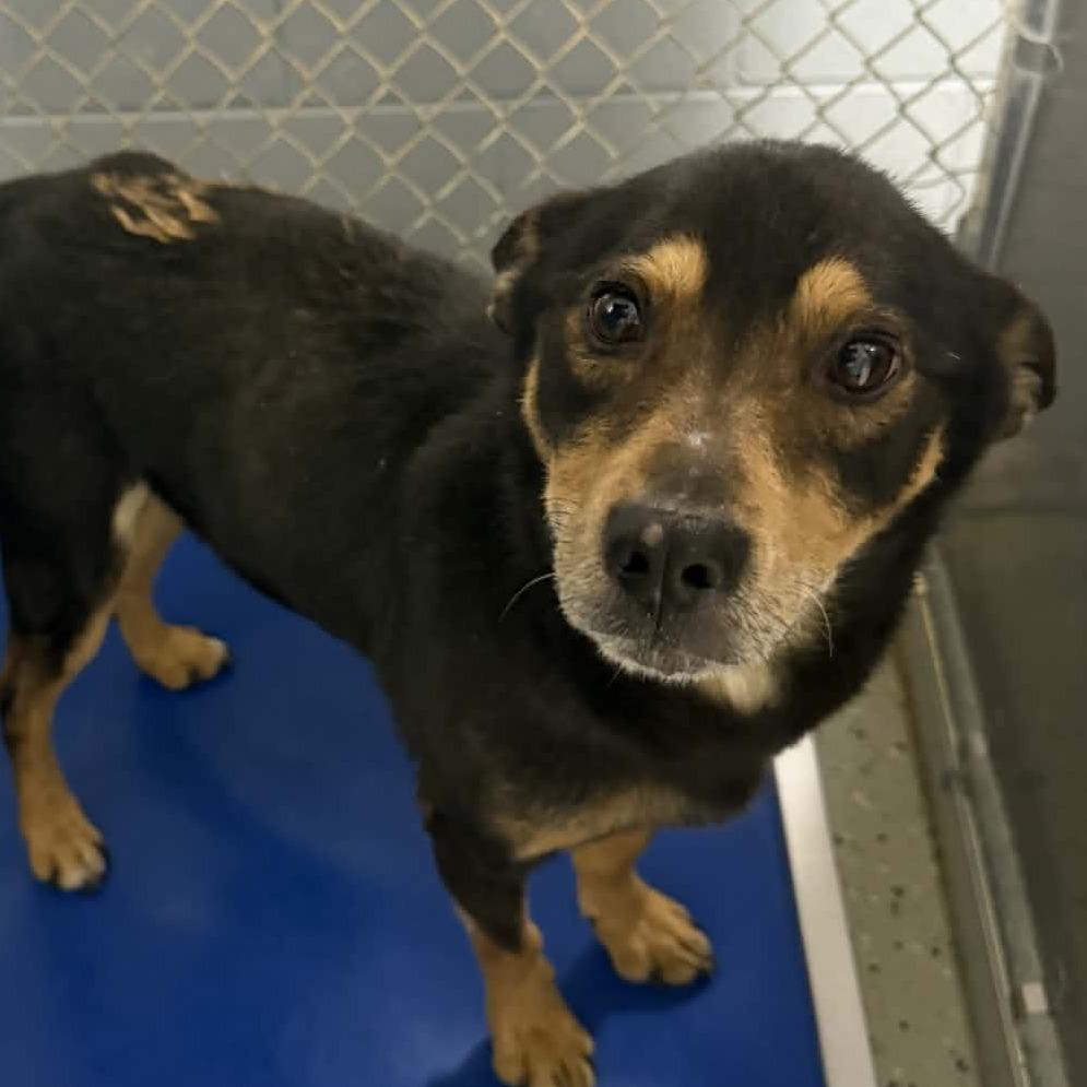 Enlarge Milton, a Adoptable mixed breed in Marion, VA image 1/1