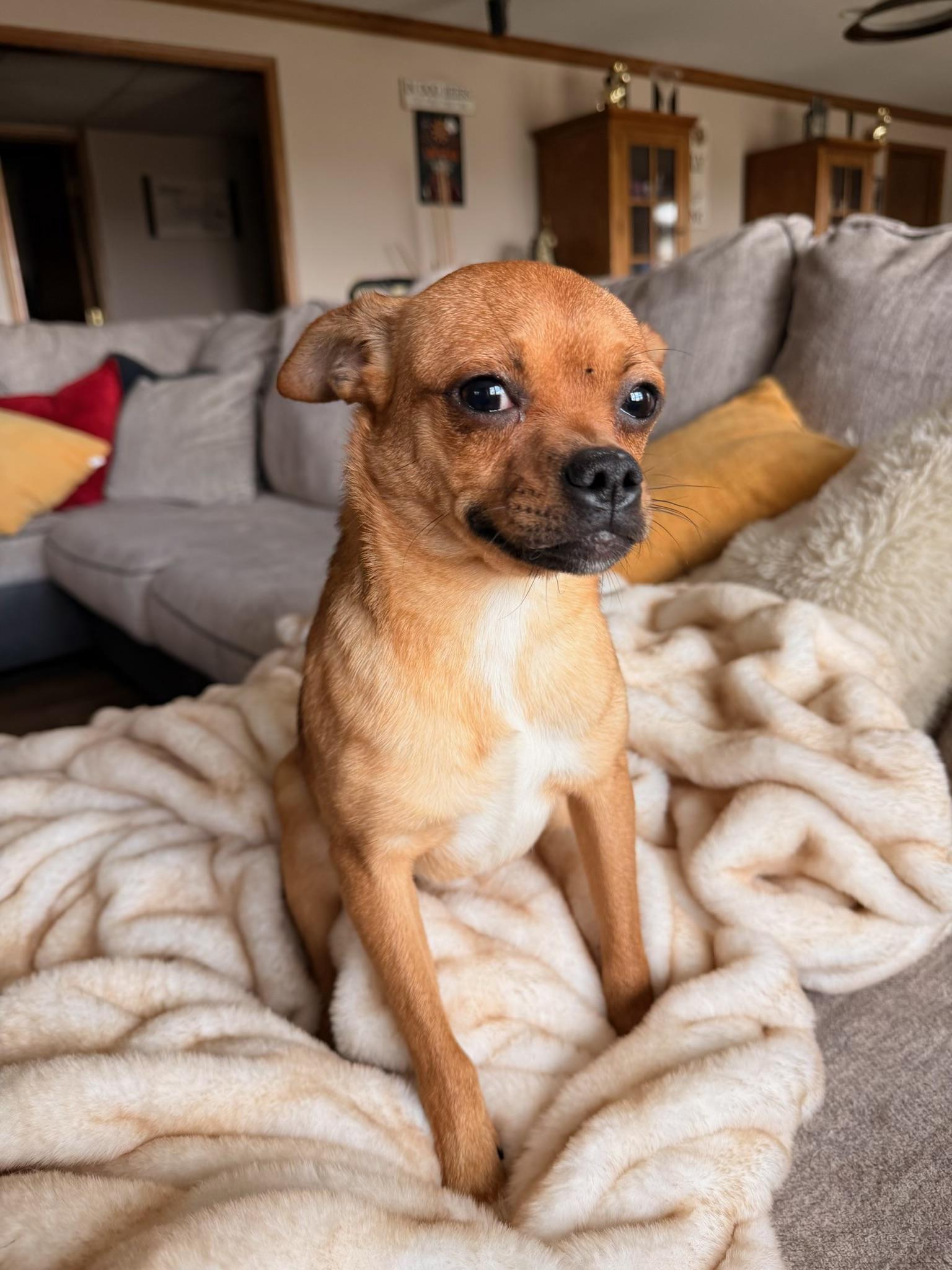Beanie , ADOPTABLE, Young Female Chihuahua.