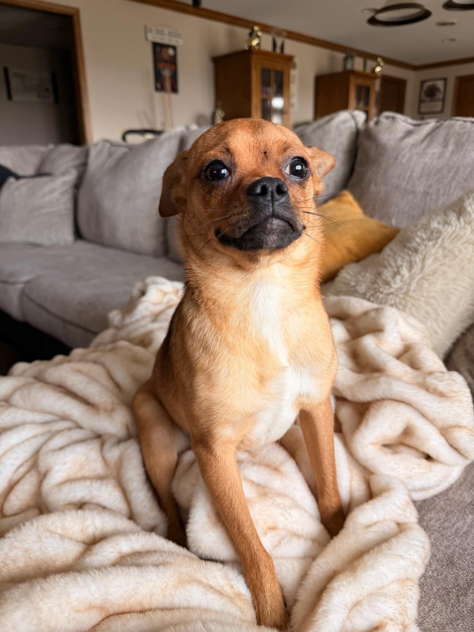 Enlarge Beanie , a ADOPTABLE mixed breed in North Freedom, WI image 3/3
