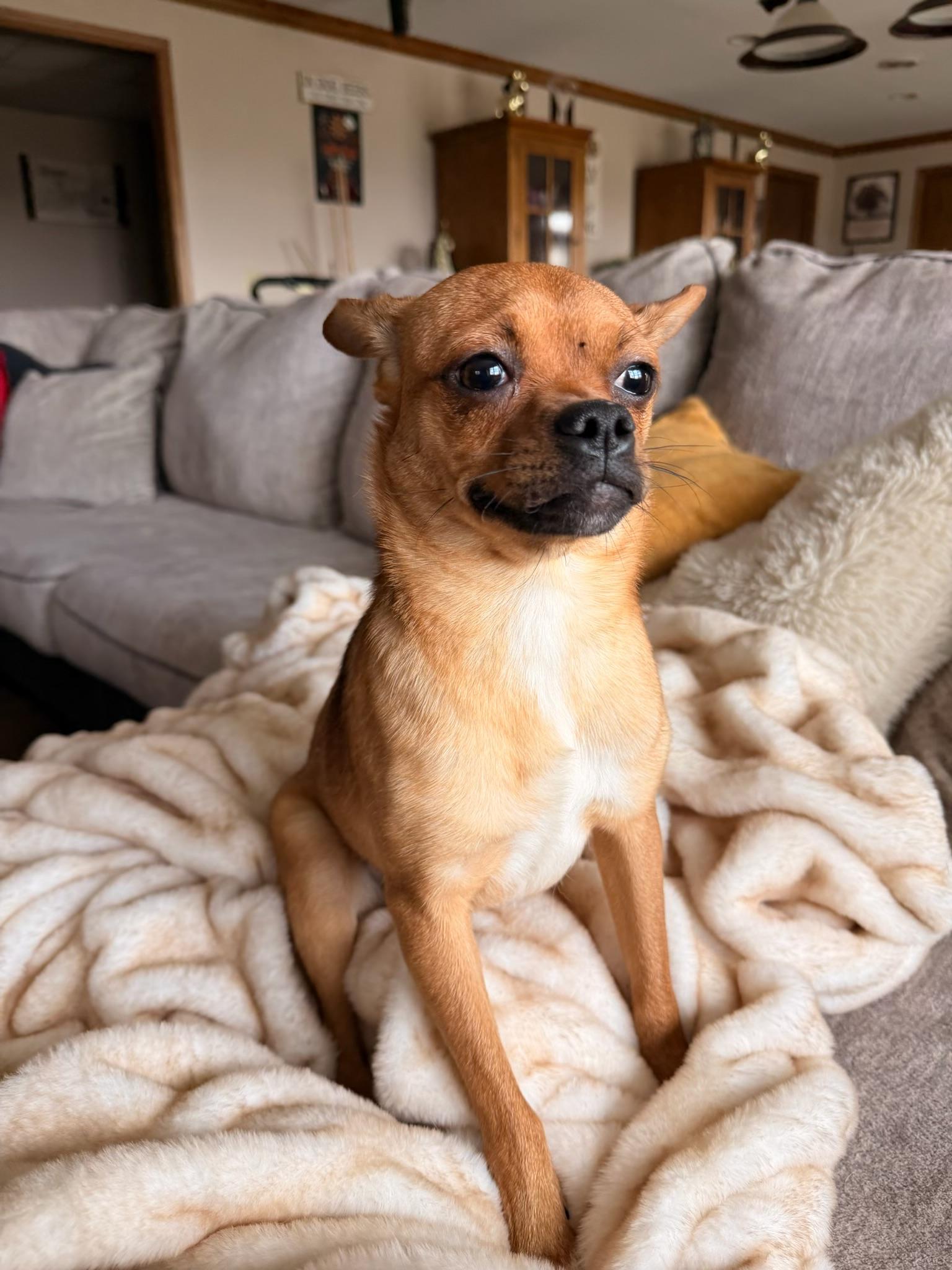 Enlarge Beanie , a ADOPTABLE mixed breed in North Freedom, WI image 2/3