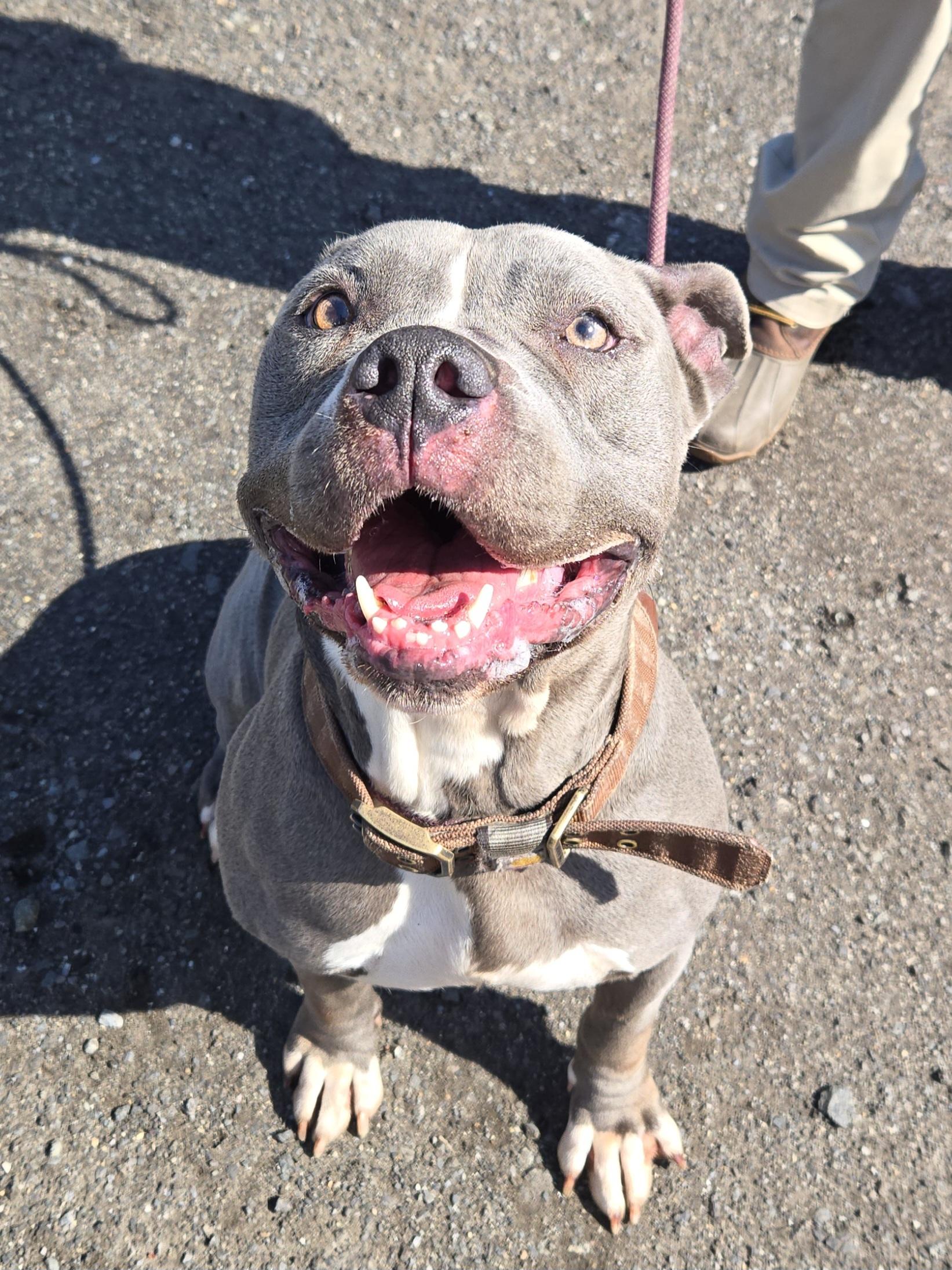 Enlarge Easter, a ADOPTABLE Pit Bull Terrier in Trenton, NJ image 2/2
