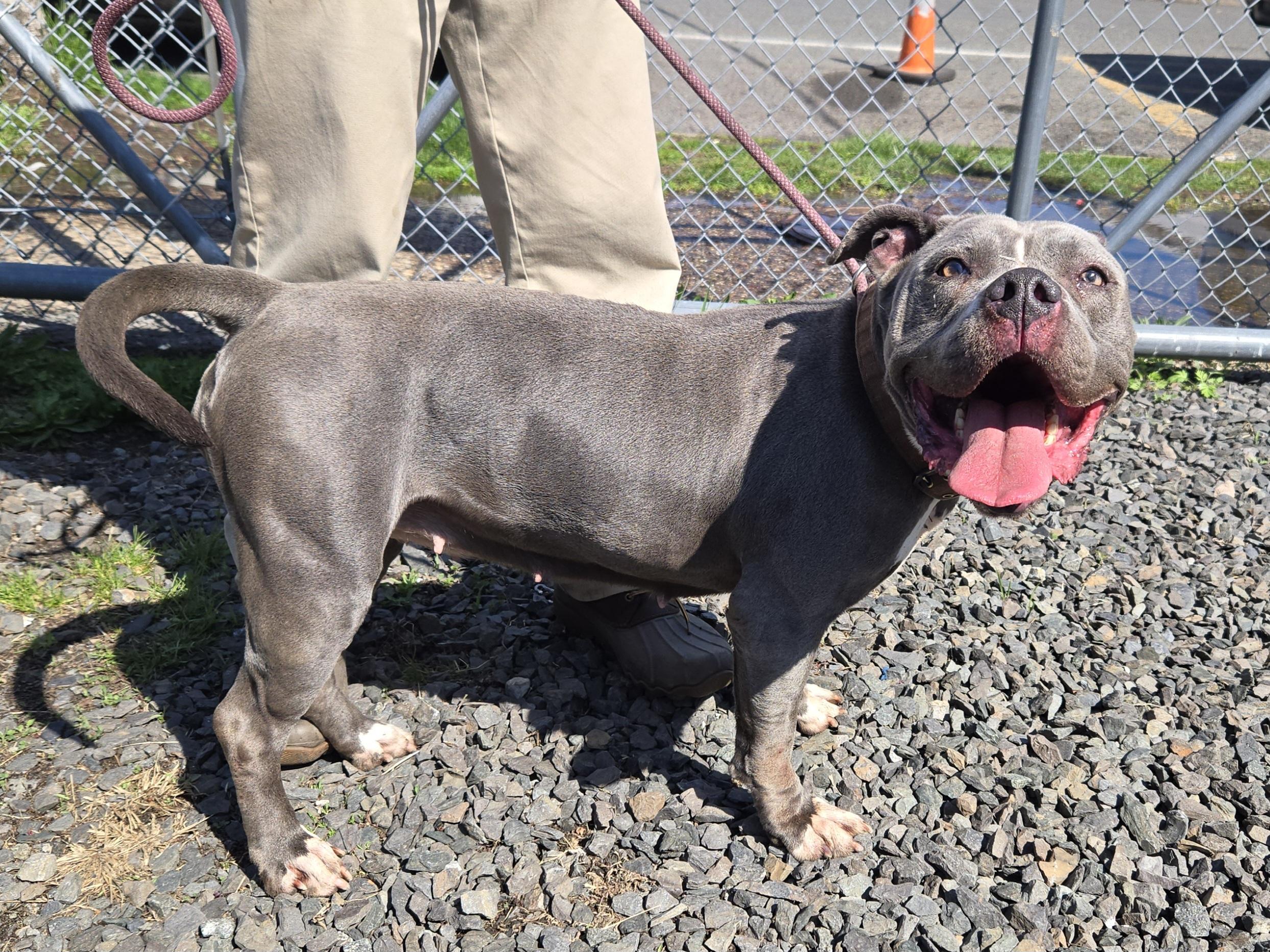 Enlarge Easter, a ADOPTABLE Pit Bull Terrier in Trenton, NJ image 1/2