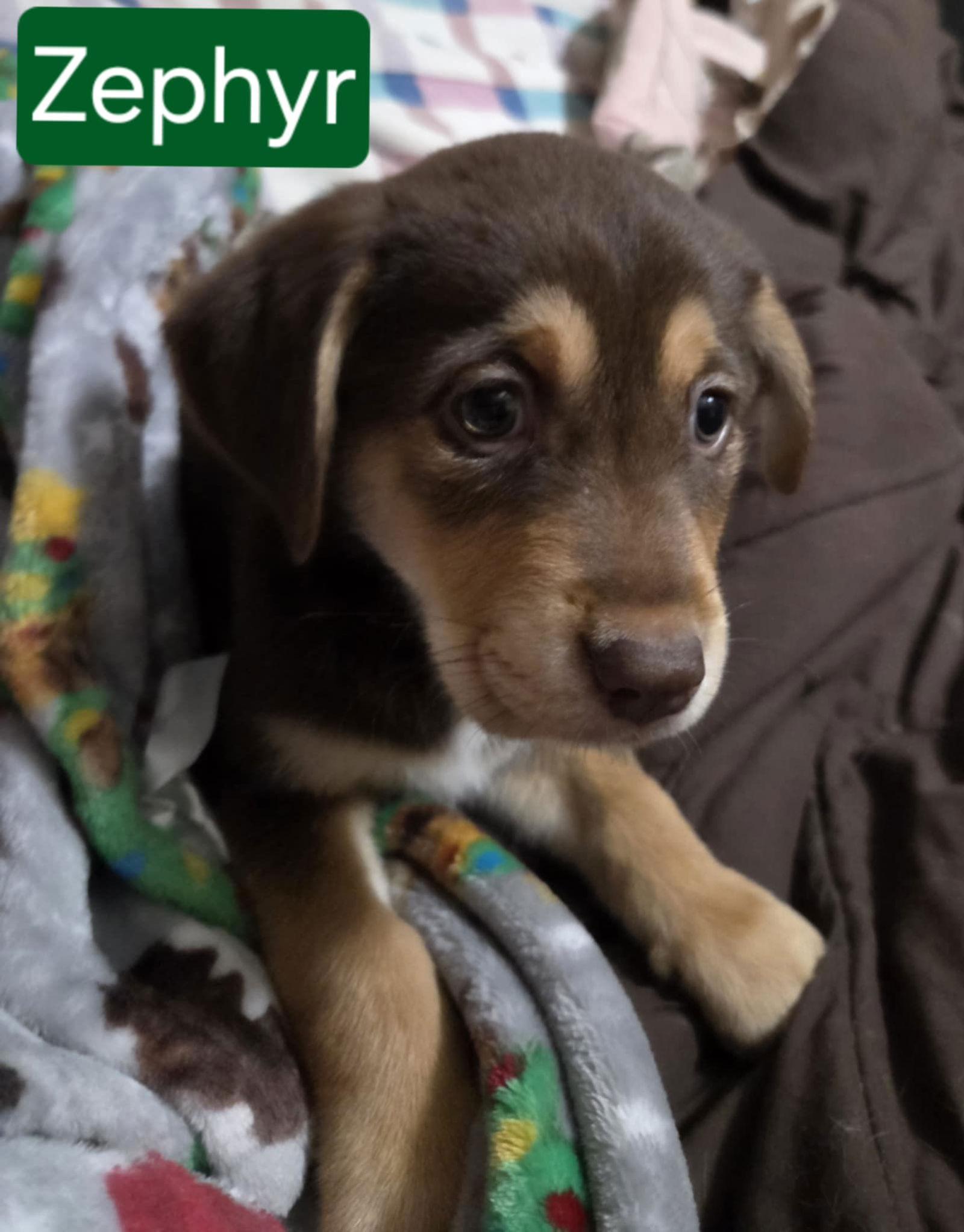 Zephyr, Adopted, Puppy Male Australian Shepherd.