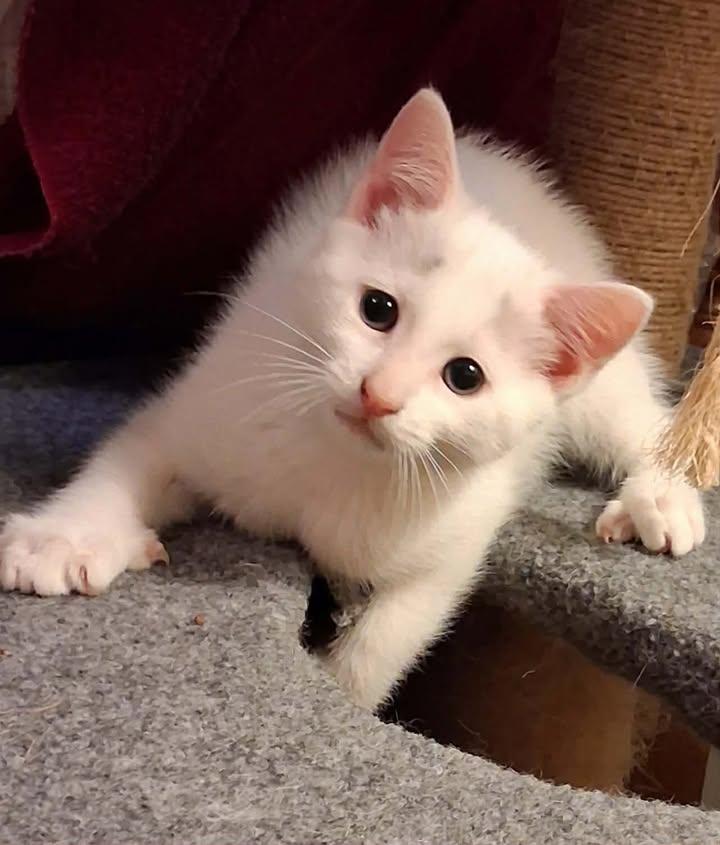 Grayson, ADOPTABLE, Kitten Male Domestic Short Hair.