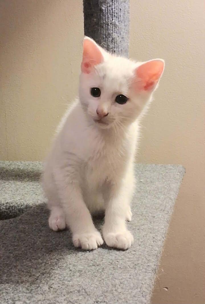 Enlarge Grayson, a ADOPTABLE Domestic Short Hair in Greenville, NC image 3/6