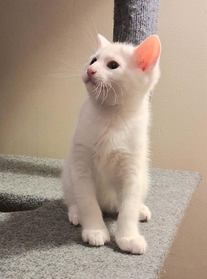 Enlarge Grayson, a ADOPTABLE Domestic Short Hair in Greenville, NC image 2/6