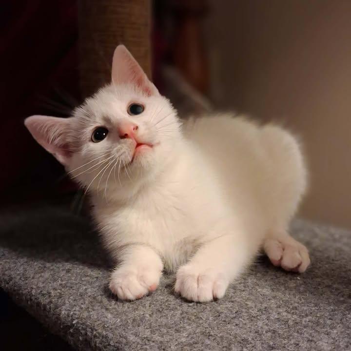 Enlarge Grayson, a ADOPTABLE Domestic Short Hair in Greenville, NC image 6/6