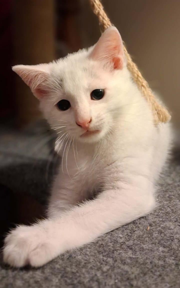 Enlarge Grayson, a ADOPTABLE Domestic Short Hair in Greenville, NC image 4/6