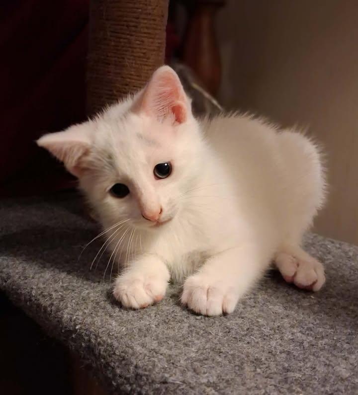 Enlarge Grayson, a ADOPTABLE Domestic Short Hair in Greenville, NC image 5/6