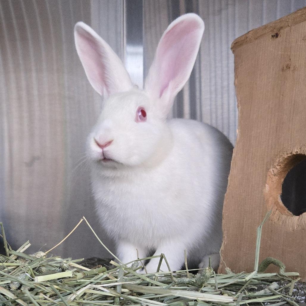 Enlarge Penny, a Adoptable New Zealand in Pittsburgh, PA image 1/3