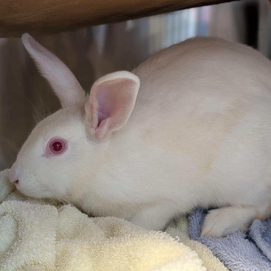 Enlarge Penny, a Adoptable New Zealand in Pittsburgh, PA image 2/3